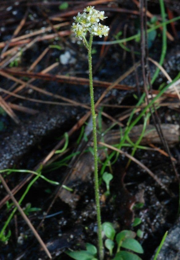 Saxifrage de nidification