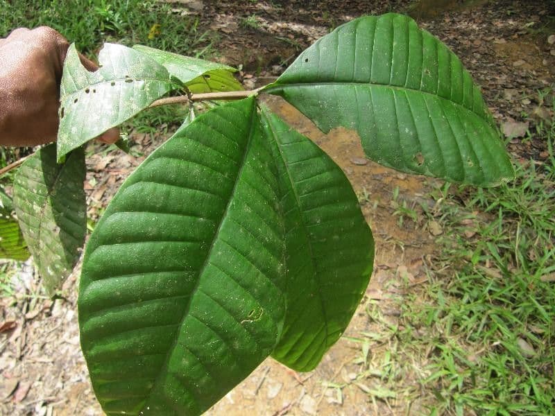 Couma guianensis 6