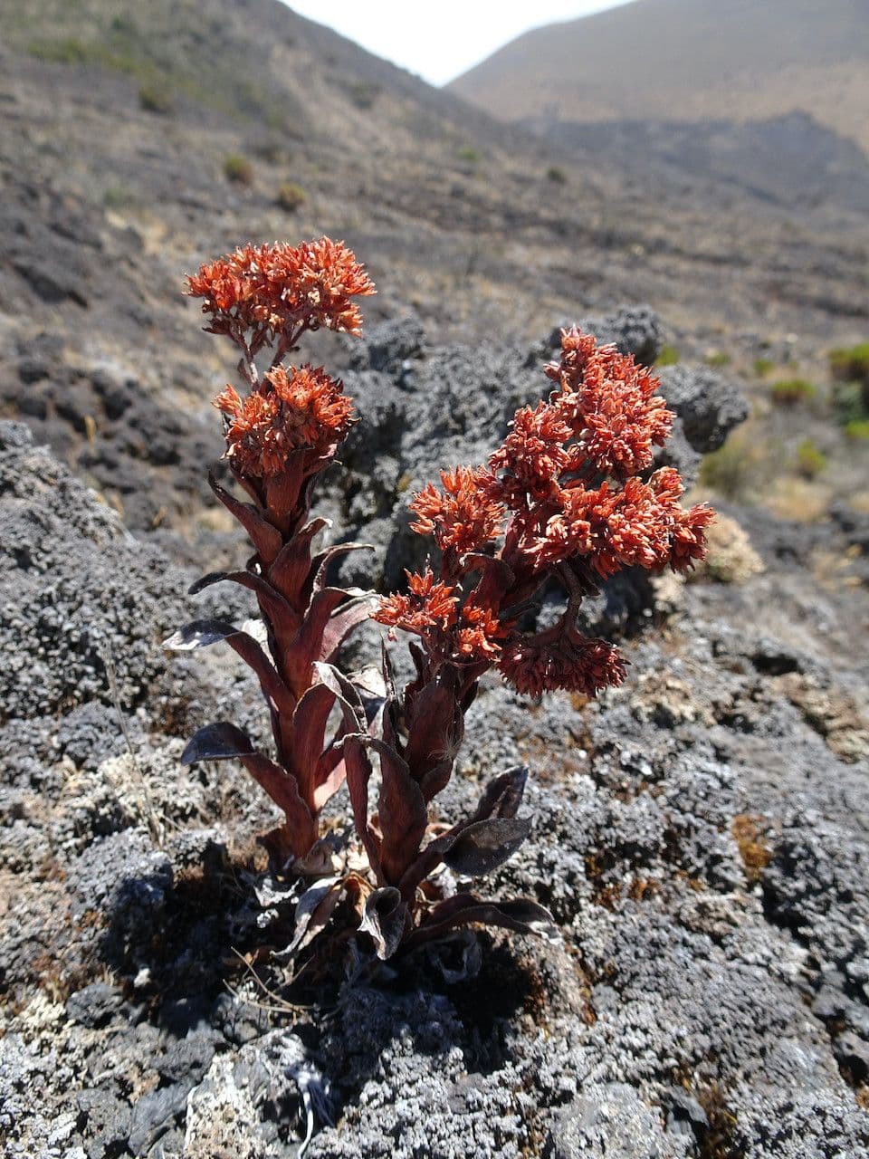 Crassula
