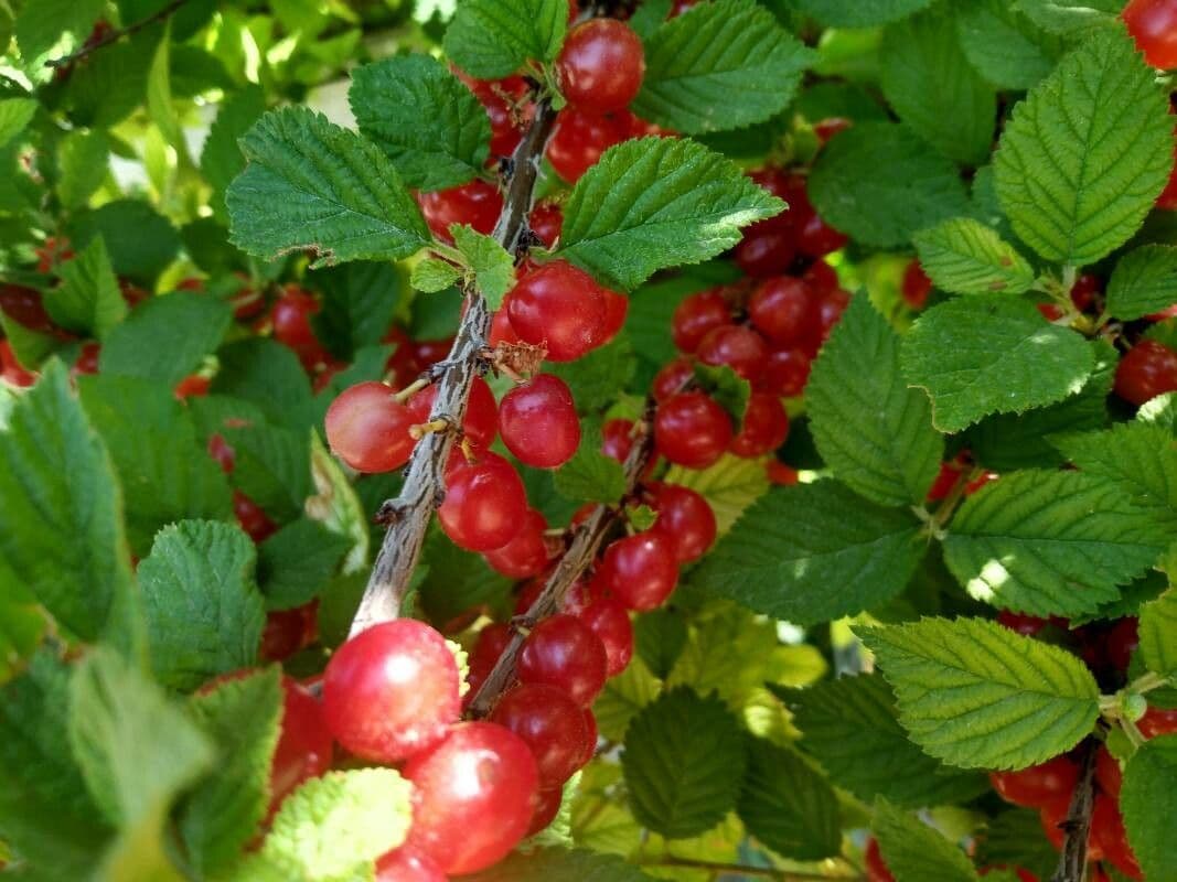Prunus tomentosa 2