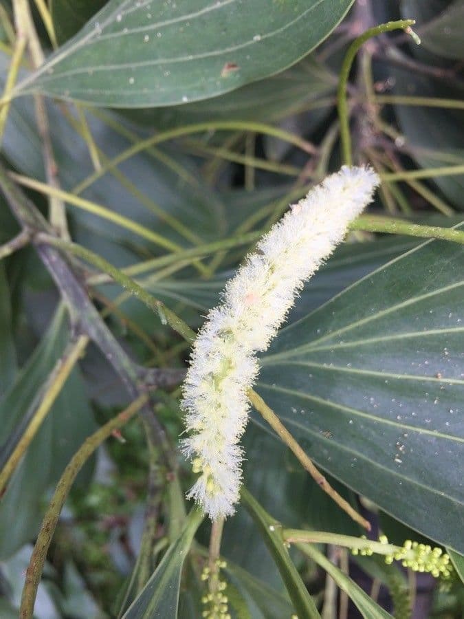 Akacja mangium 10