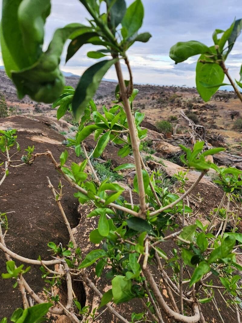 Coptosperma graveolens 21