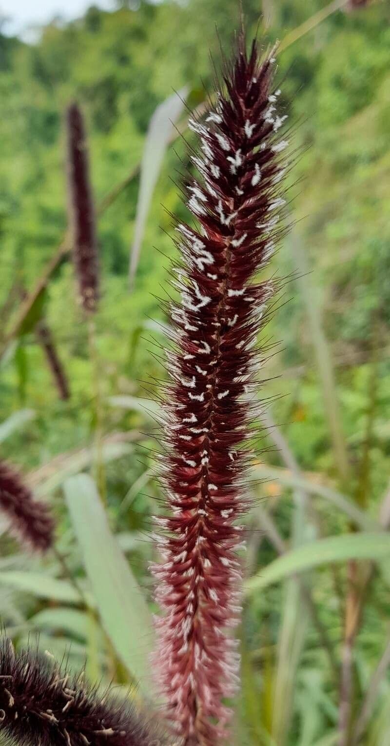 Erba fontana viola 9