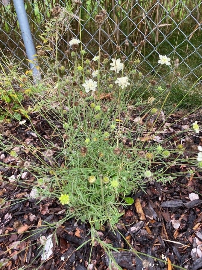 Ockergelber Witwenblumen 15