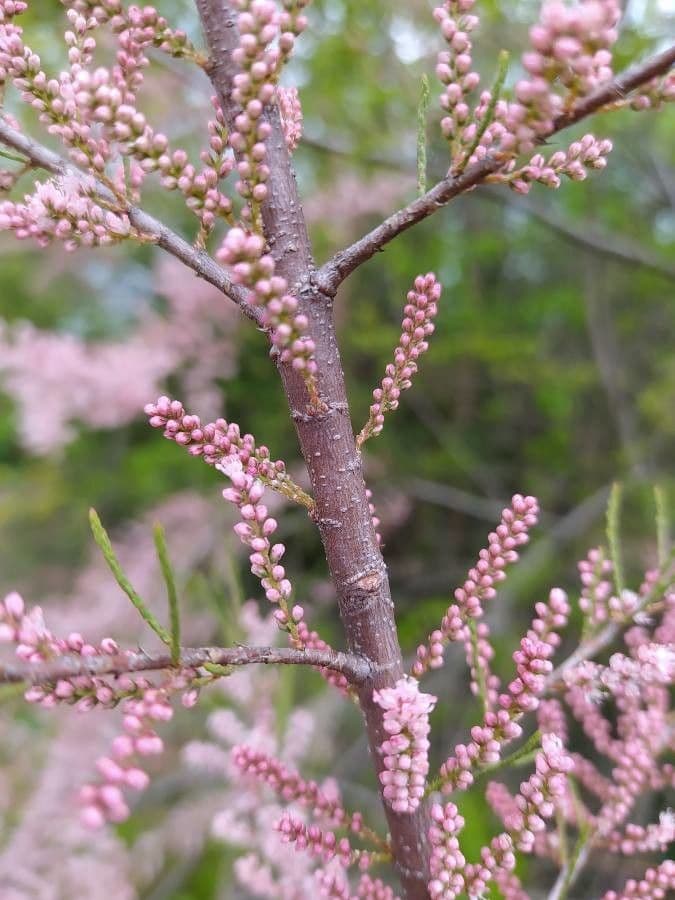 Tamarix parviflora 22