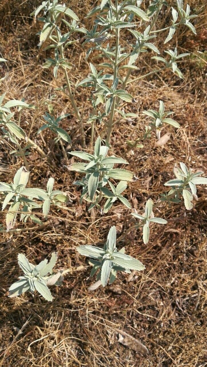 Maronník pútnický