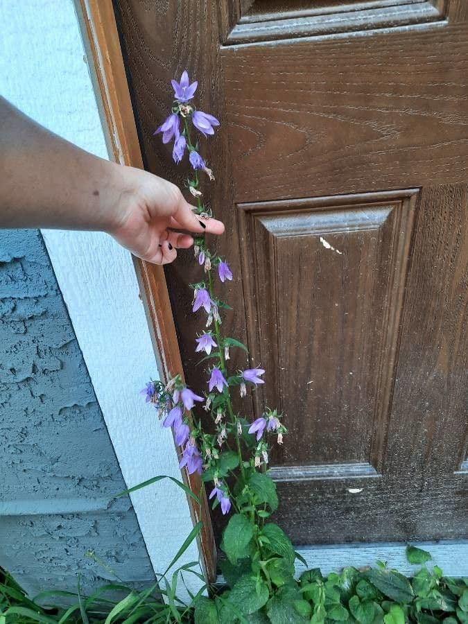Breitblättrige Glockenblume 28