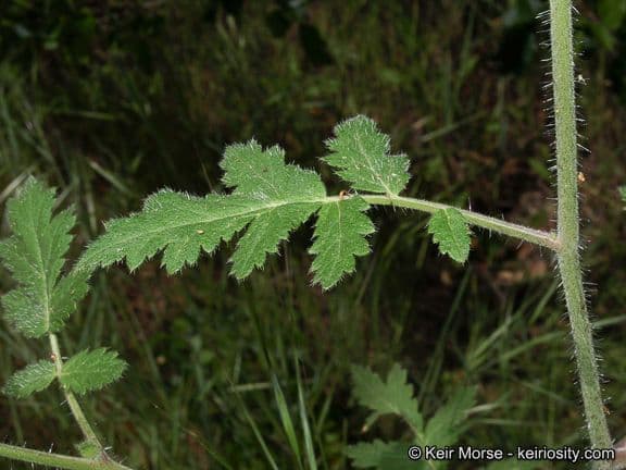 Phacelia cicutaria 15