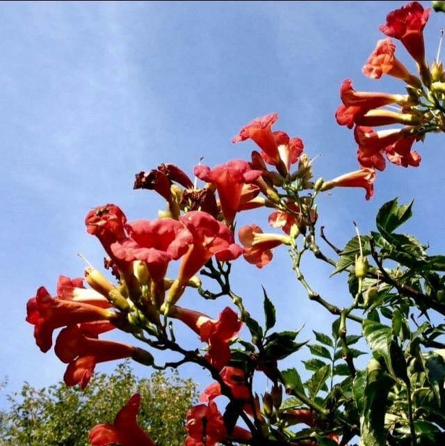 Bignonia cinese 13