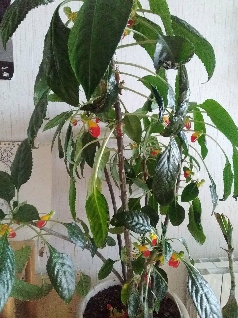 Impatiens 21
