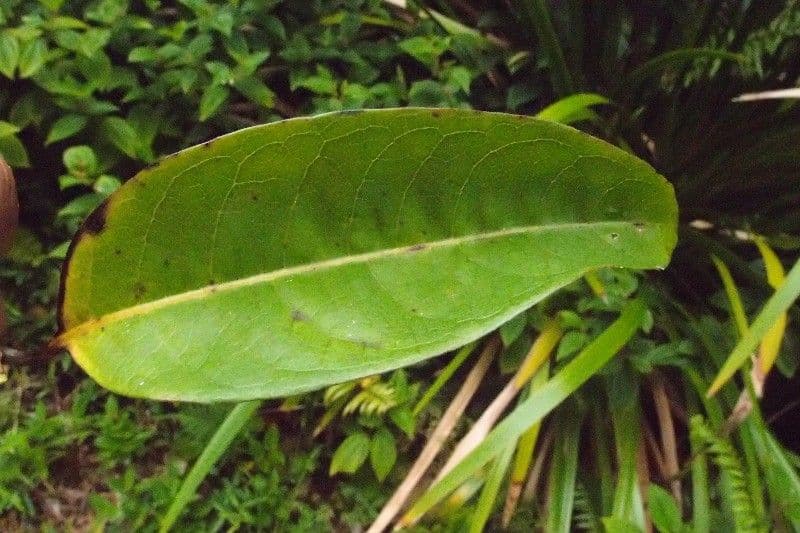 Danais 14