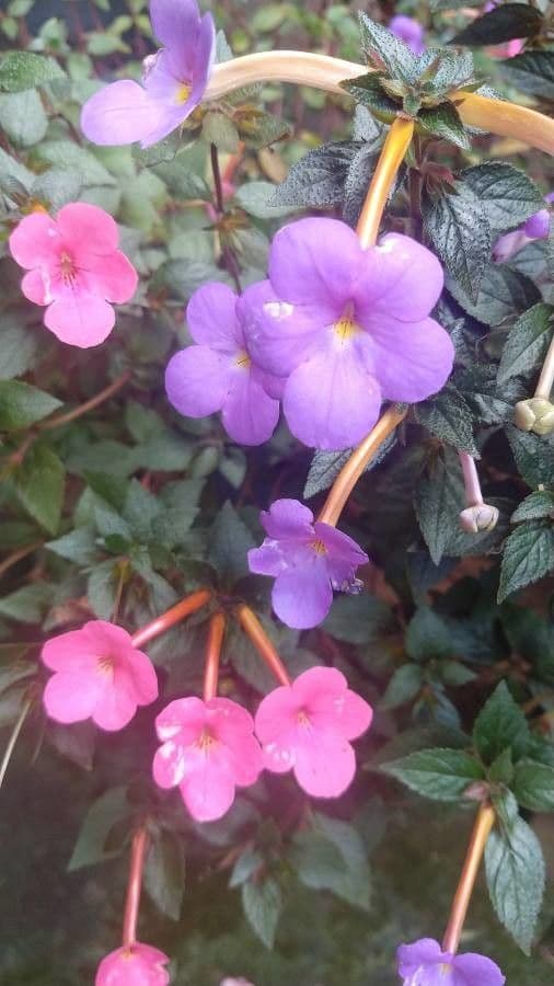 Schöne Achimenes 5