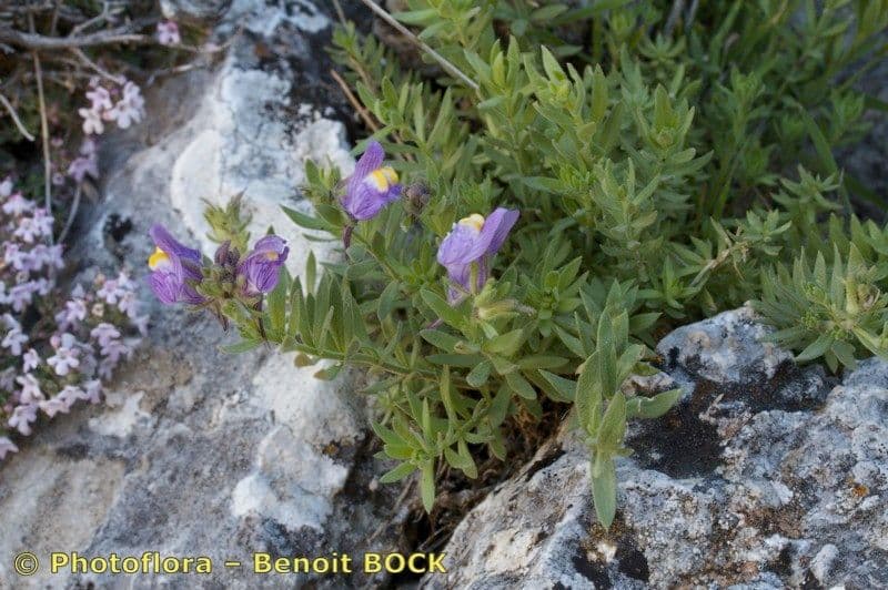 Linaria verticillata 8