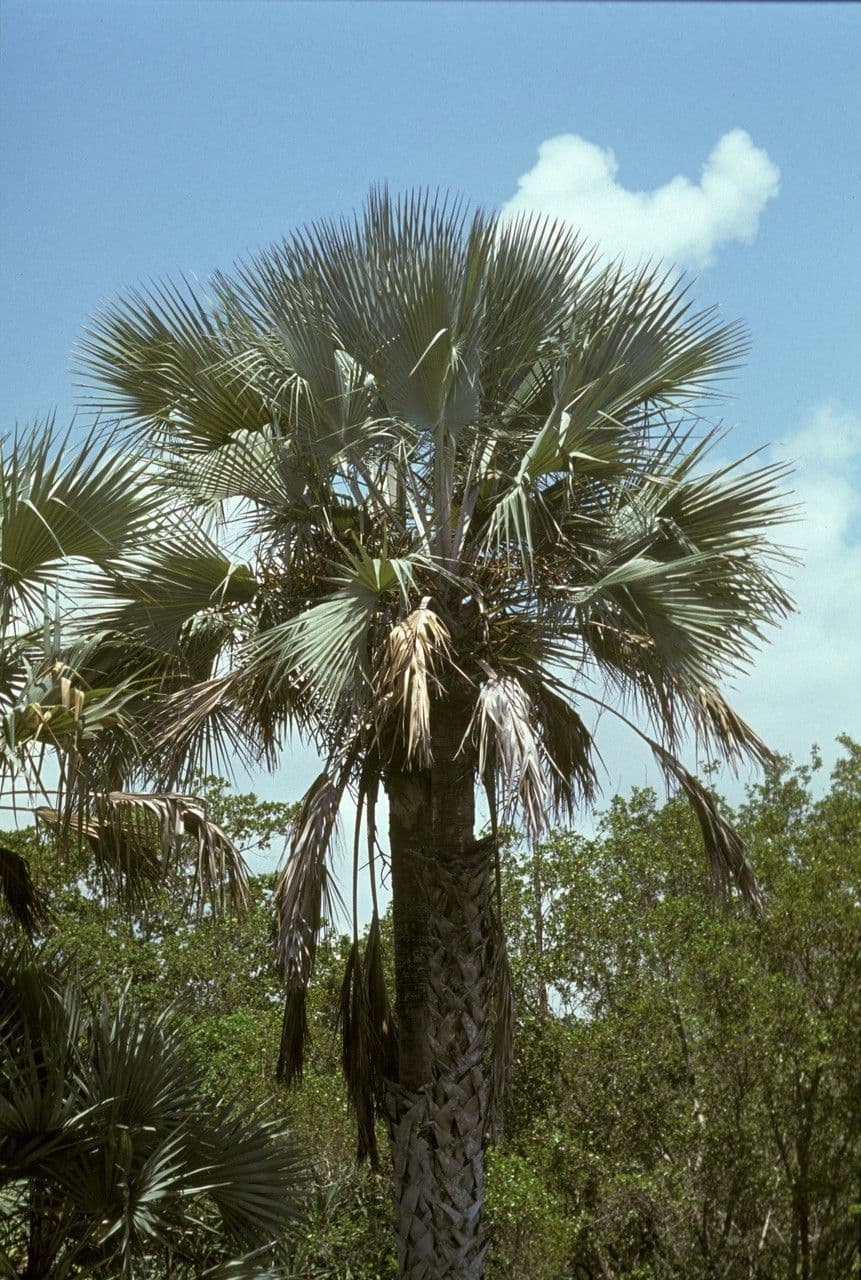 Makalani-Palme 5