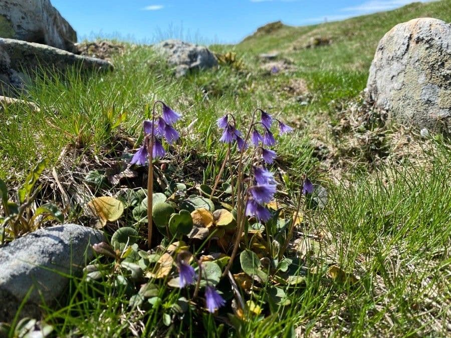 Soldanella comune 13