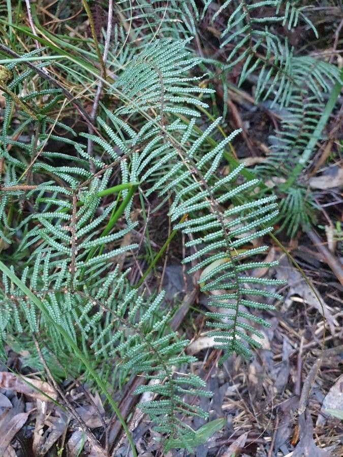 Gleichenia dicarpa 11