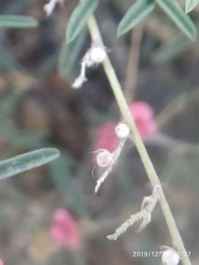 Indigo scarlatto
