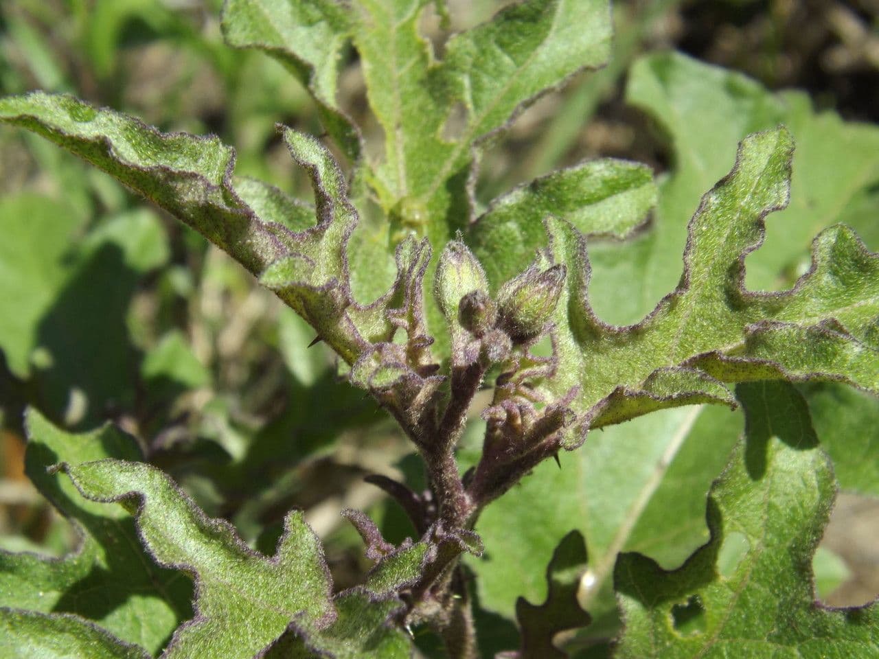 Solanum dimidiato 17