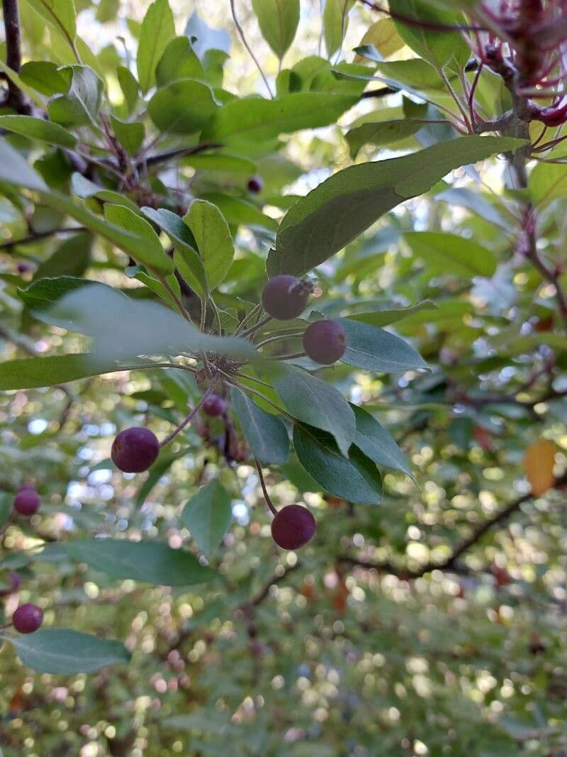 Hupeh-Apfel 4
