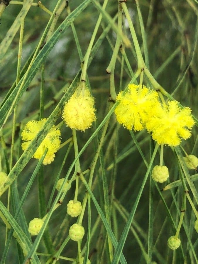 Acacia terminalis