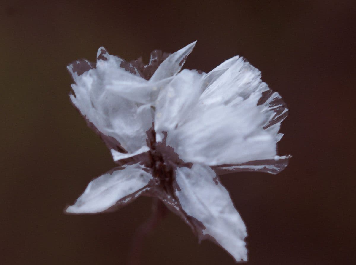 Armeria 5