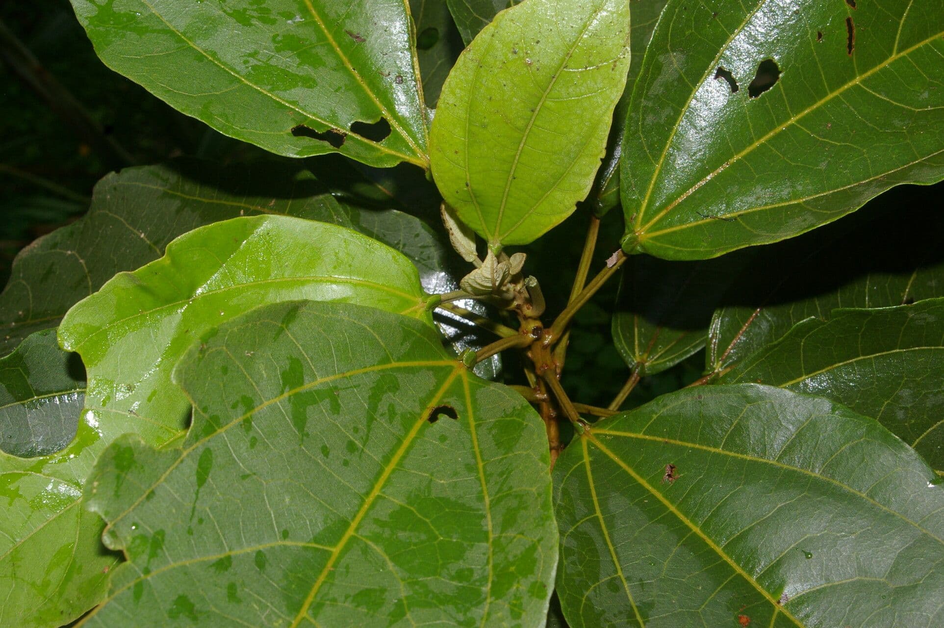 Hampea 13