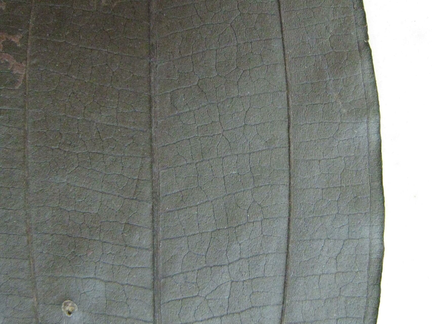 Miconia phaeophylla