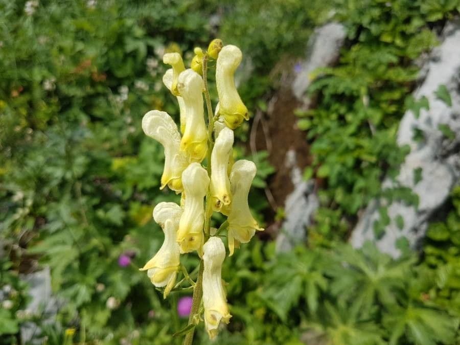 Aconito lupicida 10