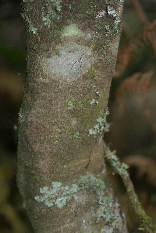 Phylica 20
