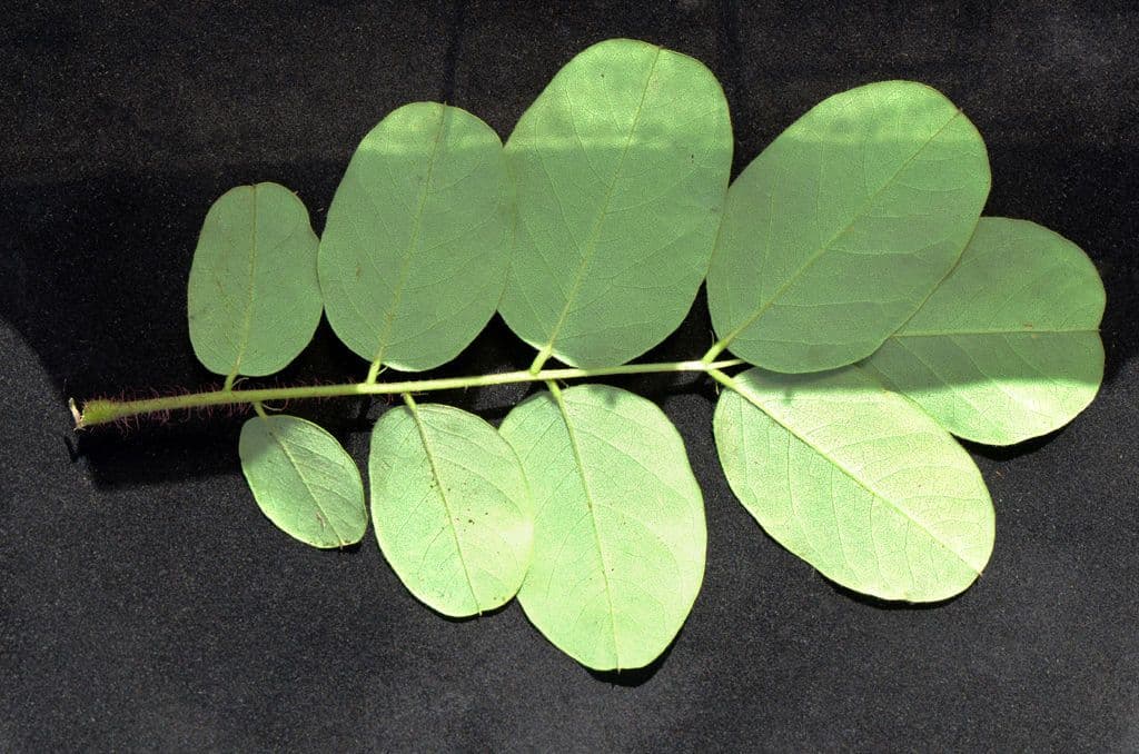 Robinia ispida 30