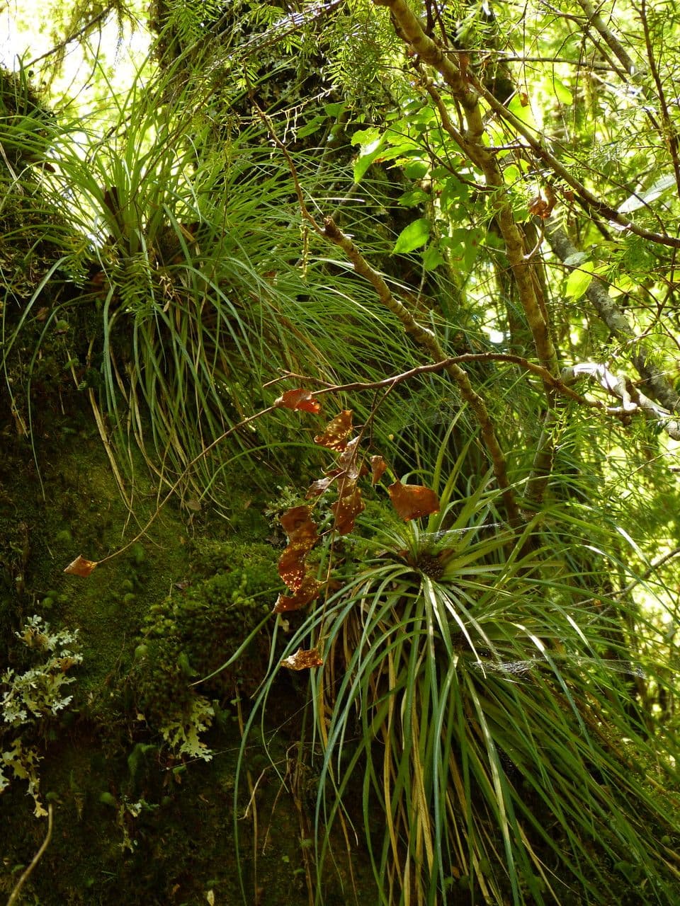 Fascicularia 23