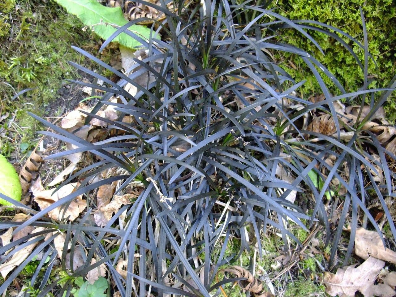 Schwarzer Schlangenbart 14