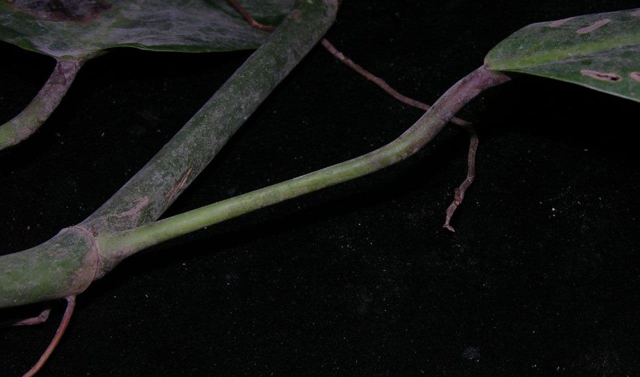 Philodendron 3