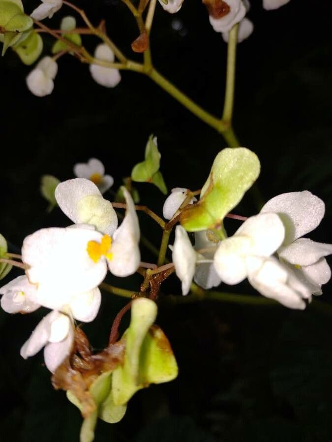 Begonia 6