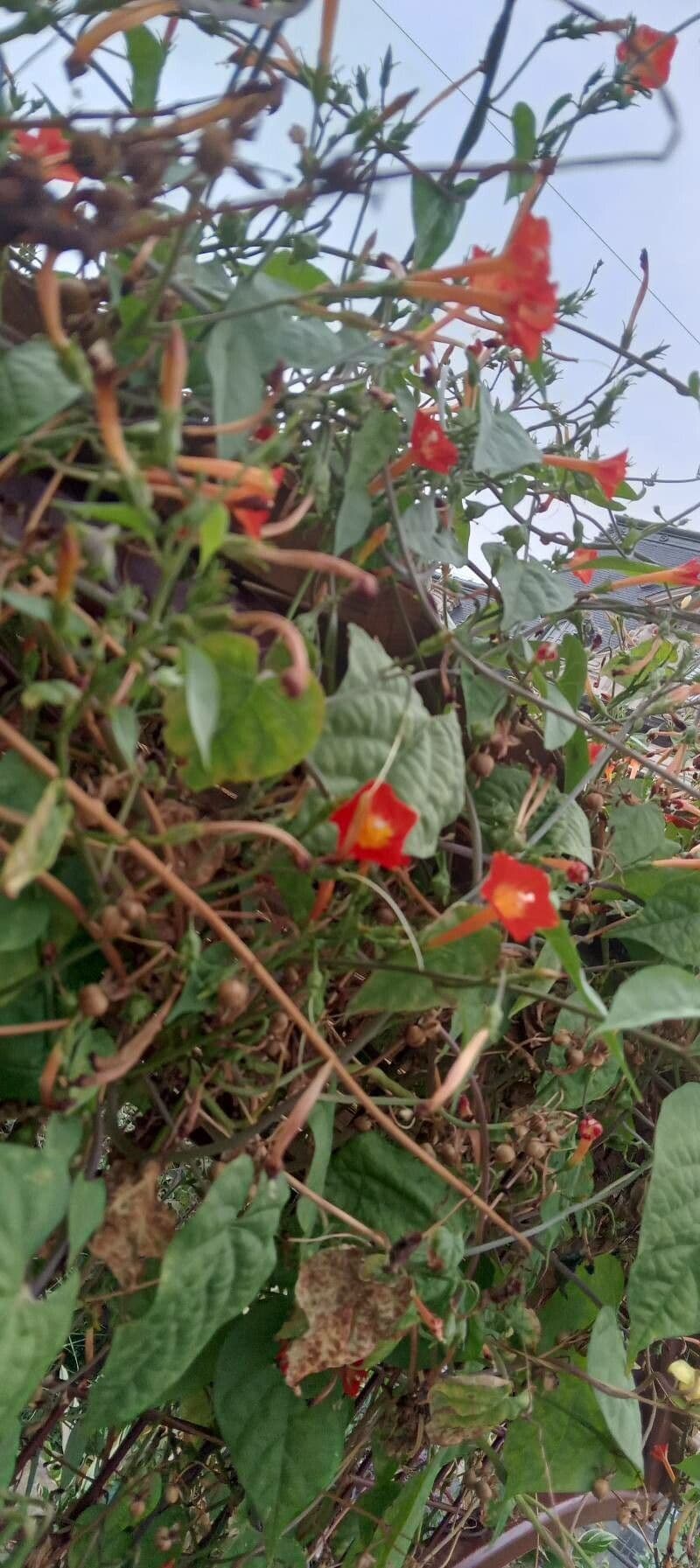 Ipomoea hederifolia 13