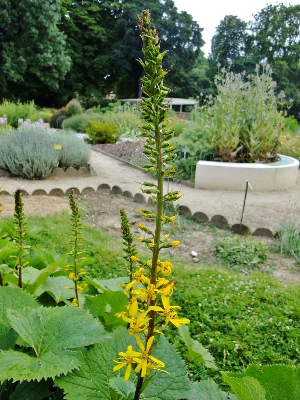 Ligularia 10