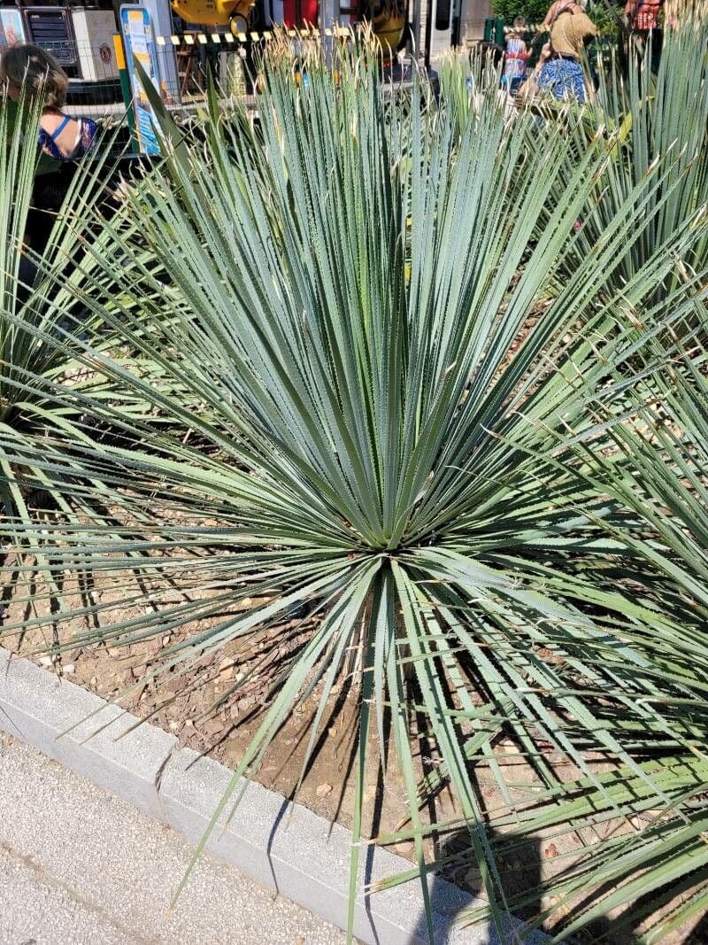 Texas-Sotol 8