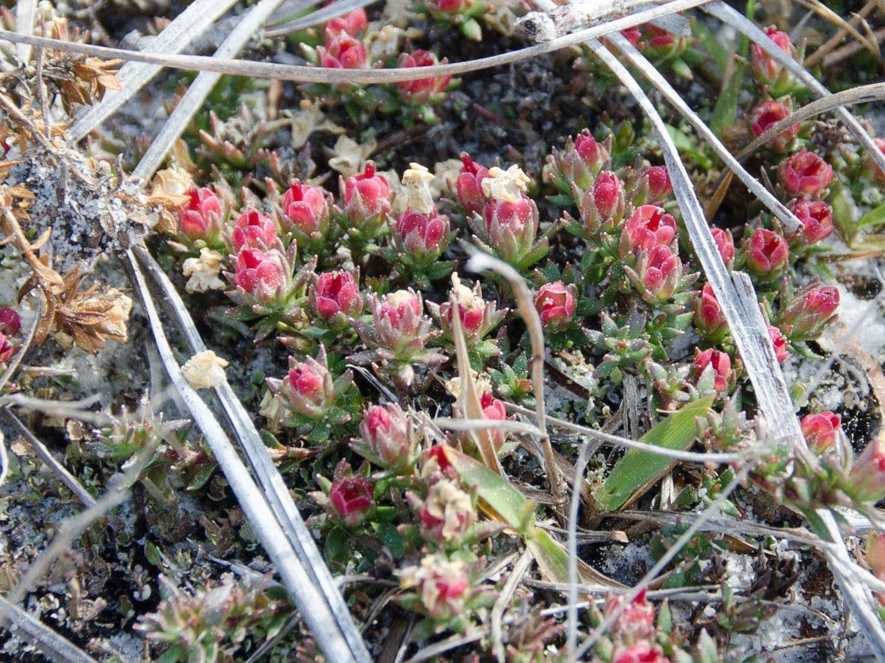 Pyxidanthera barbulate 4