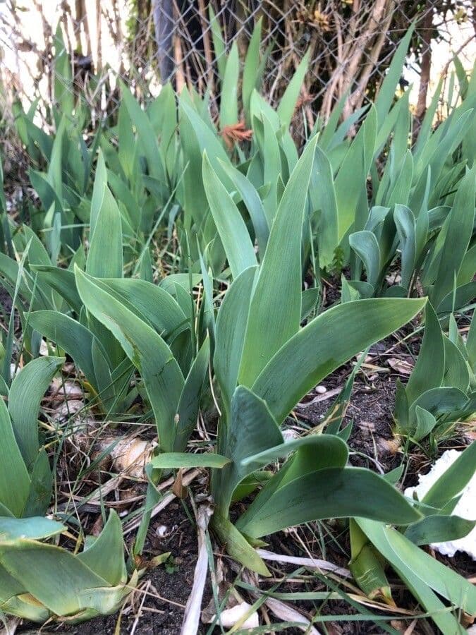 Iris de Perrier 13