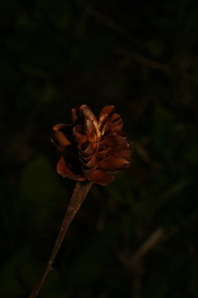 Xyris tennesseensis