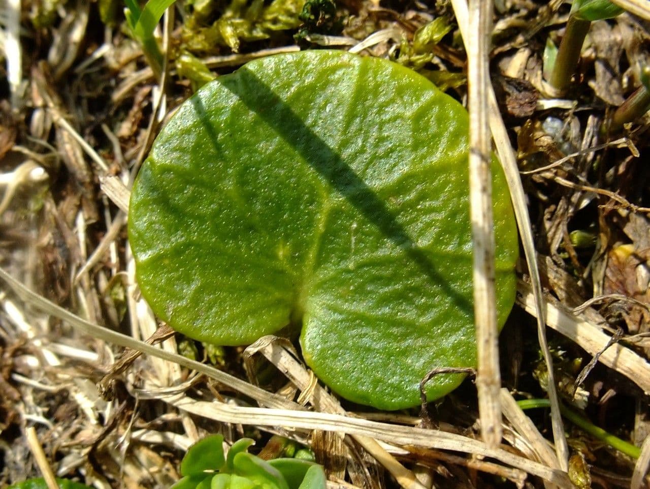Soldanella comune 17