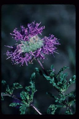 Monardella ondulata 4