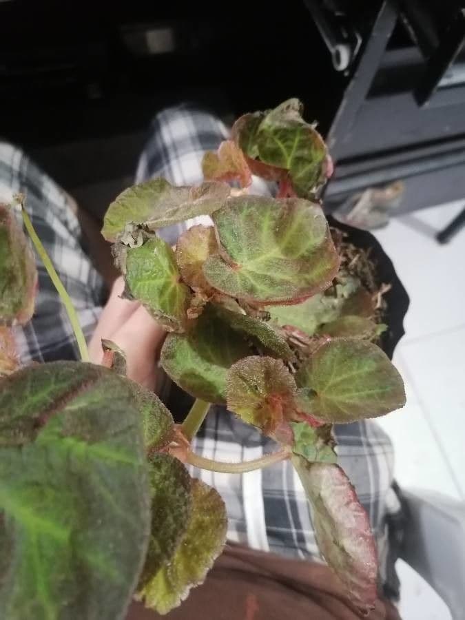 Begonia 7