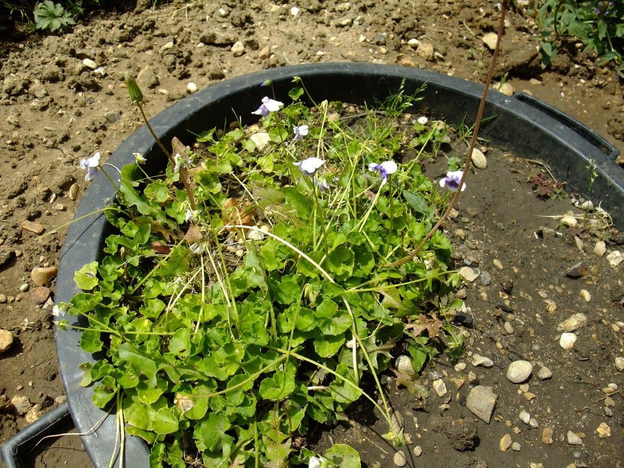Viola ederacea 10