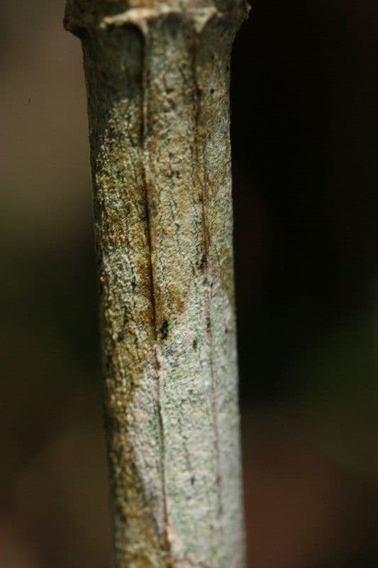 Psychotria 15