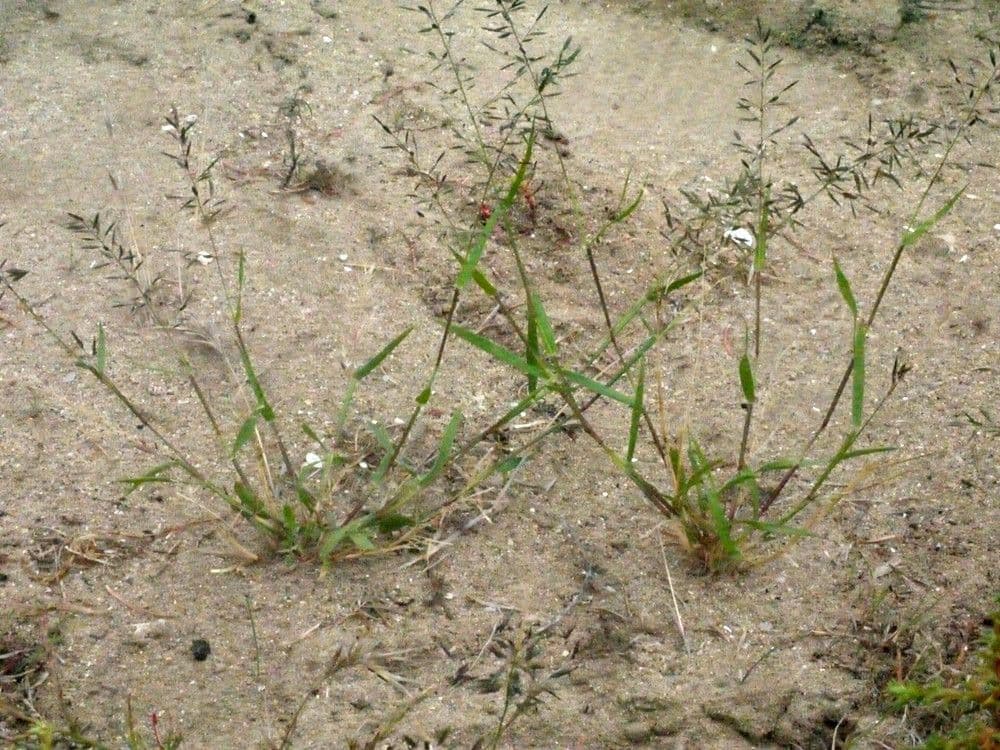 Eragrostis di Barrelier 14