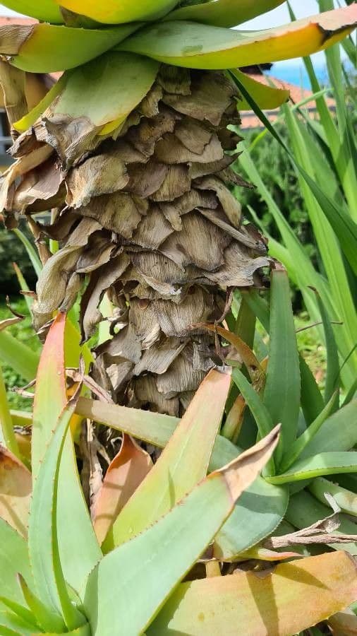 Aloe 2