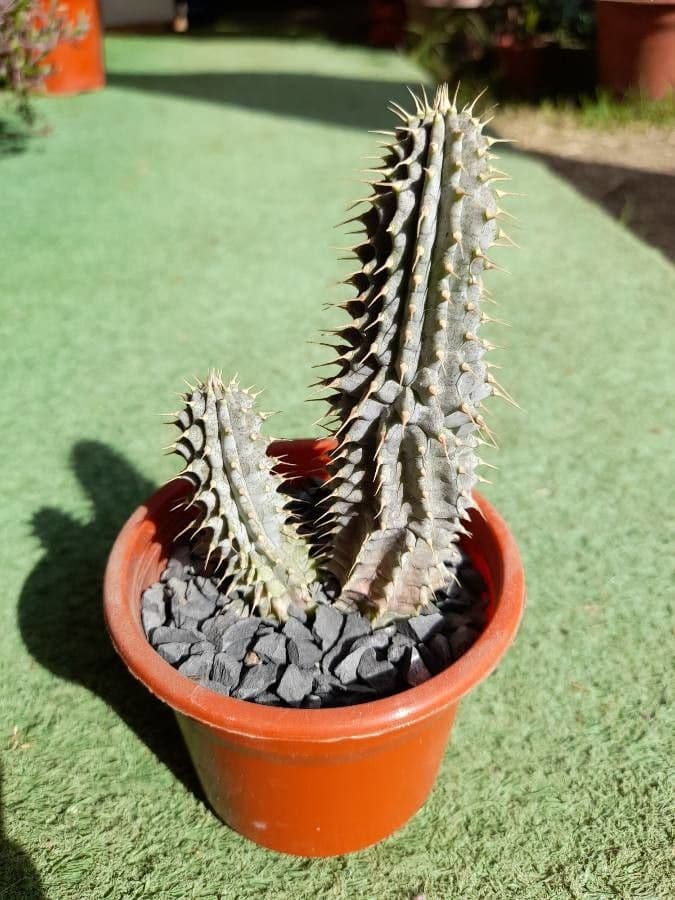 Hoodia 4