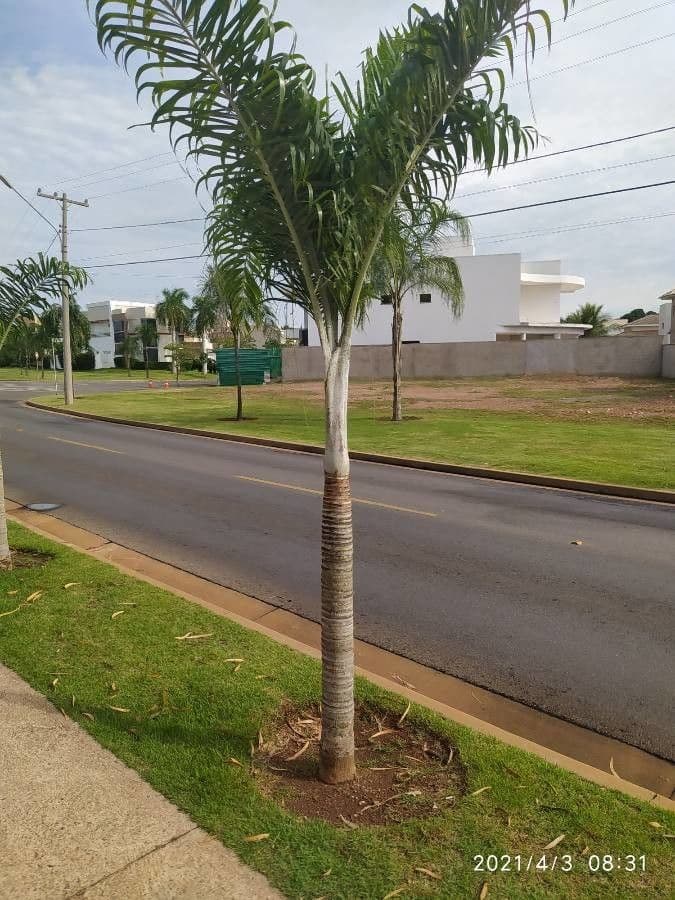Dypsis 6