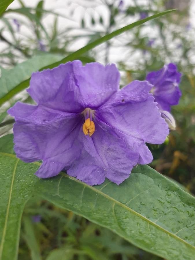 Solanum nudo 9
